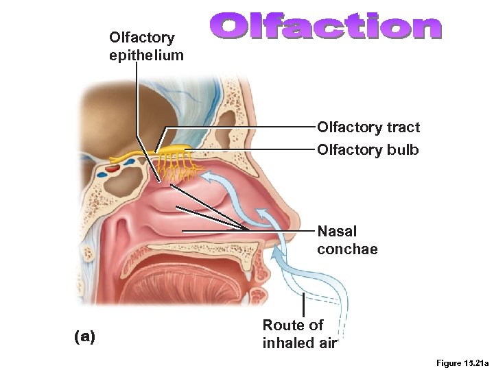 Olfactory epithelium Olfactory tract Olfactory bulb Nasal conchae (a) Route of inhaled air Figure