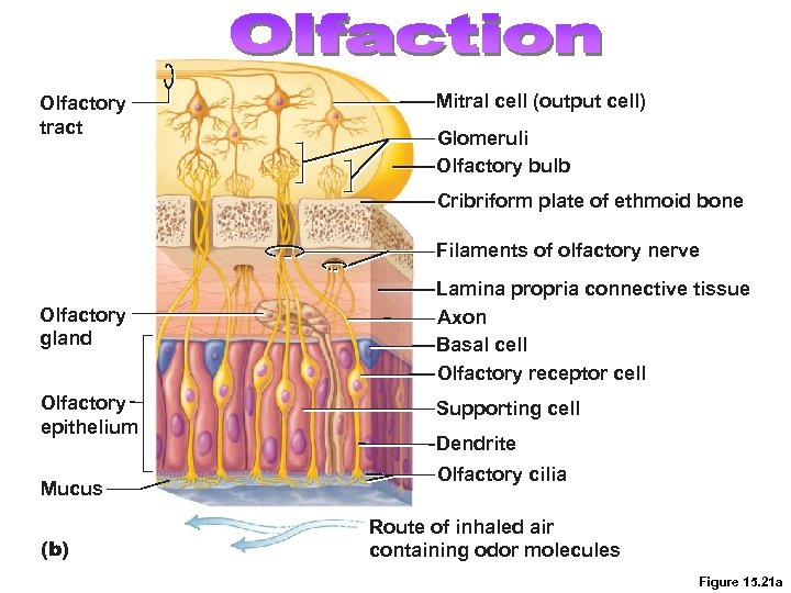Olfactory tract Mitral cell (output cell) Glomeruli Olfactory bulb Cribriform plate of ethmoid bone