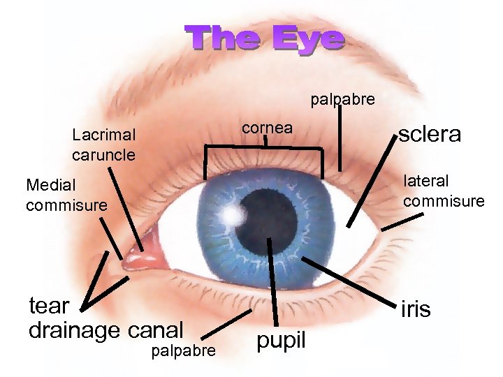 palpabre cornea Lacrimal caruncle sclera Medial commisure lateral commisure tear drainage canal iris palpabre