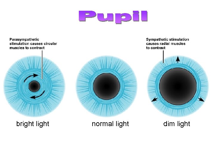  bright light normal light dim light 