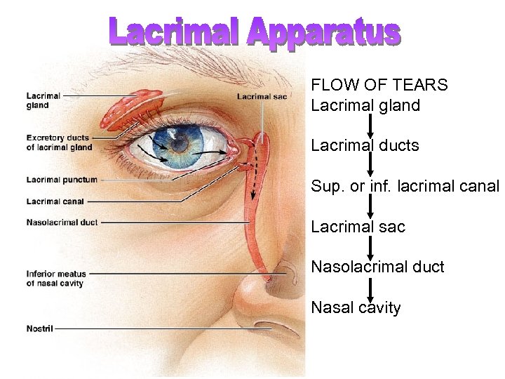 FLOW OF TEARS Lacrimal gland Lacrimal ducts Sup. or inf. lacrimal canal Lacrimal sac