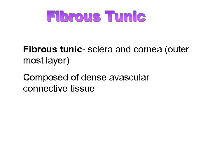 Fibrous tunic- sclera and cornea (outer most layer) Composed of dense avascular connective tissue