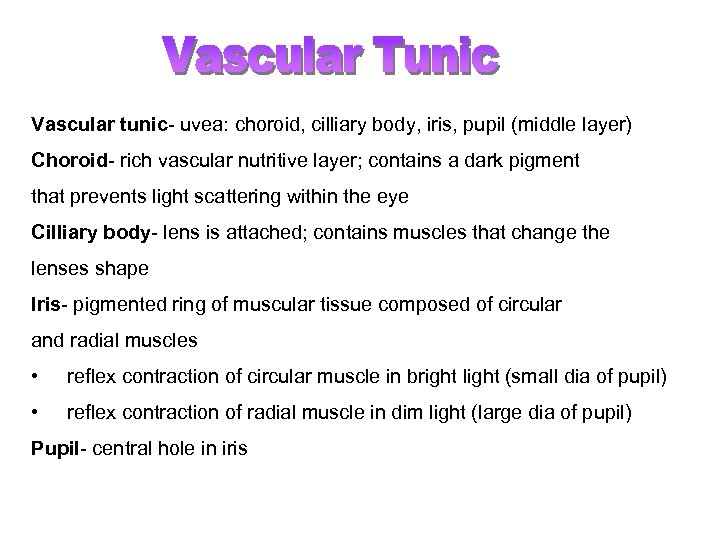 Vascular tunic- uvea: choroid, cilliary body, iris, pupil (middle layer) Choroid- rich vascular nutritive