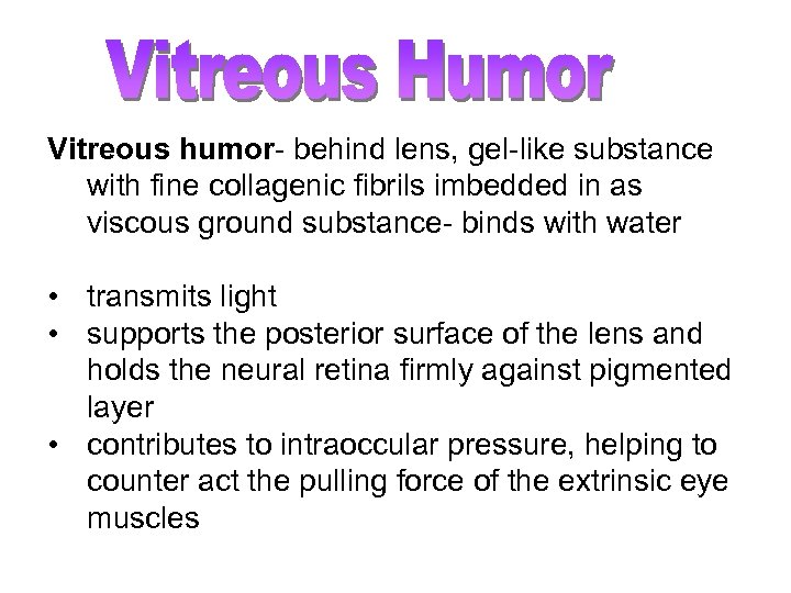 Vitreous humor- behind lens, gel-like substance with fine collagenic fibrils imbedded in as viscous
