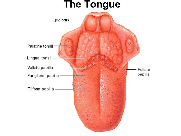The Tongue 