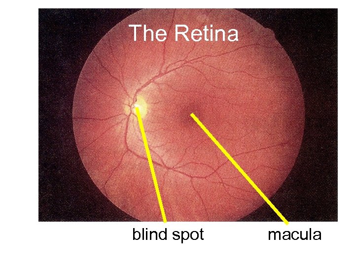 The Retina blind spot macula 