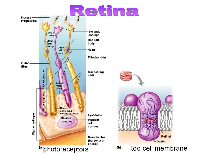 photoreceptors Rod cell membrane 