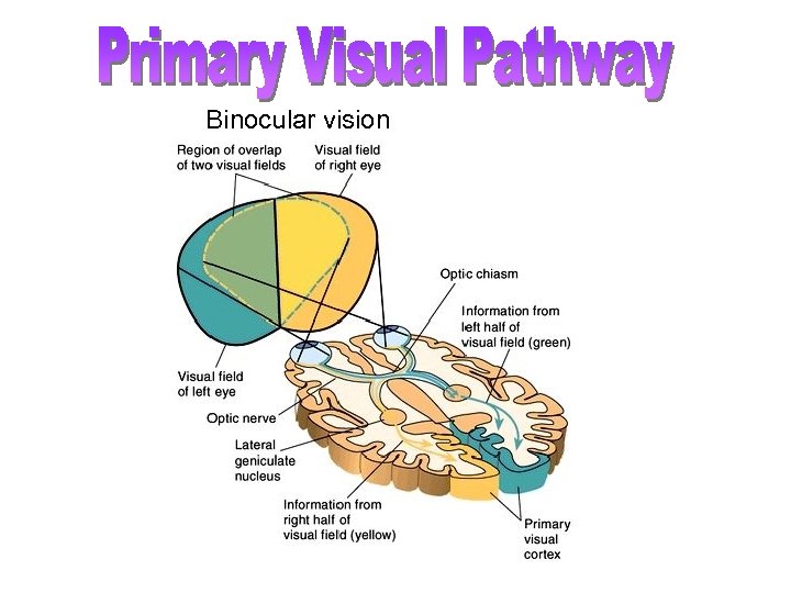 Binocular vision 