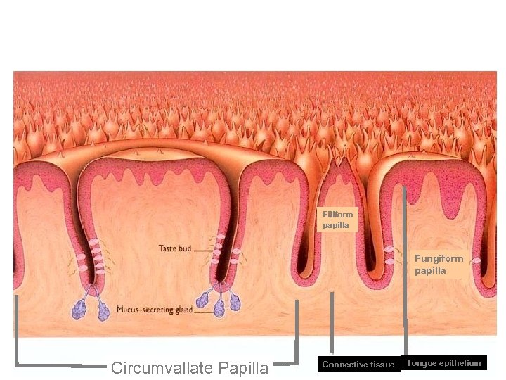 Taste Buds Filiform papilla Fungiform papilla Circumvallate Papilla Connective tissue Tongue epithelium 