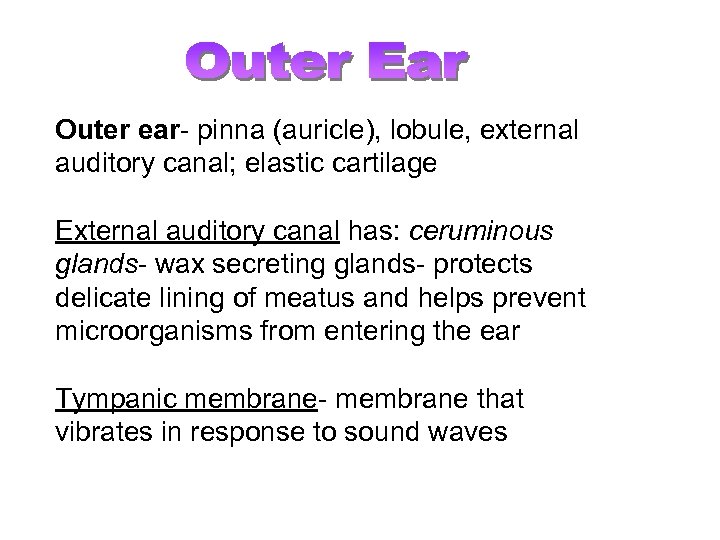 Outer ear- pinna (auricle), lobule, external auditory canal; elastic cartilage External auditory canal has: