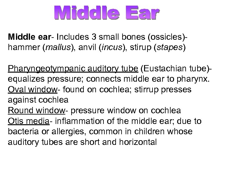 Middle ear- Includes 3 small bones (ossicles)- hammer (mallus), anvil (incus), stirup (stapes) Pharyngeotympanic