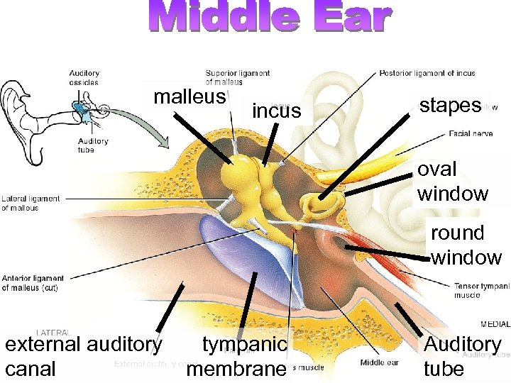malleus incus stapes oval window round window external auditory tympanic canal membrane Auditory tube