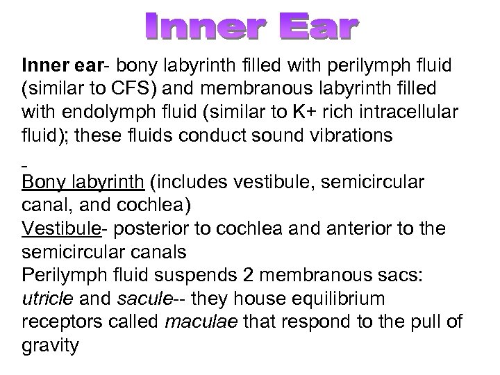 Inner ear- bony labyrinth filled with perilymph fluid (similar to CFS) and membranous labyrinth