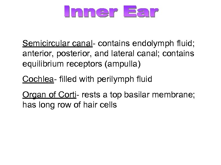 Semicircular canal- contains endolymph fluid; anterior, posterior, and lateral canal; contains equilibrium receptors (ampulla)