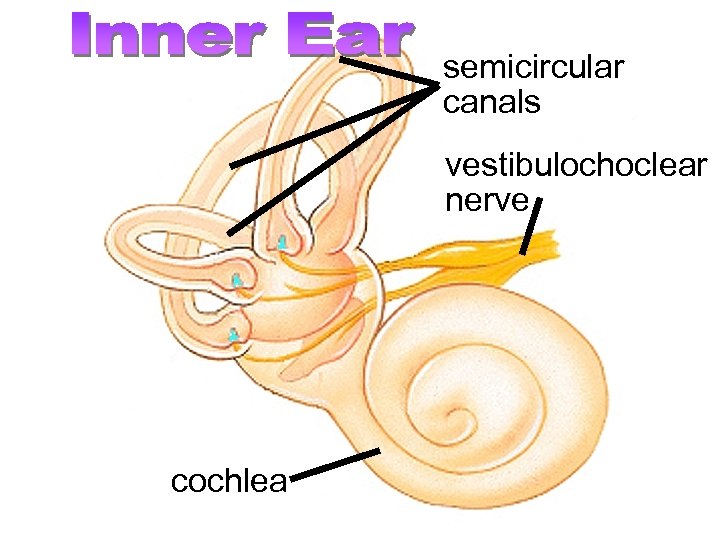 Biology 100 Human Biology semicircular canals vestibulochoclear nerve cochlea 