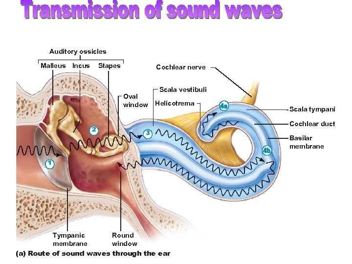 Auditory ossicles Malleus Incus Stapes Cochlear nerve Oval window 2 Scala vestibuli Helicotrema Scala
