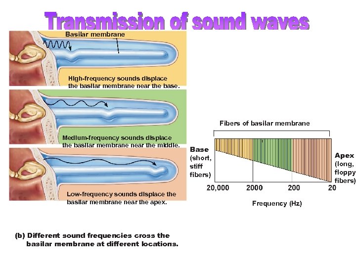 Basilar membrane High-frequency sounds displace the basilar membrane near the base. Fibers of basilar