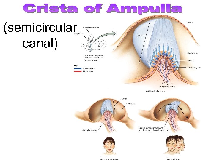(semicircular canal) 