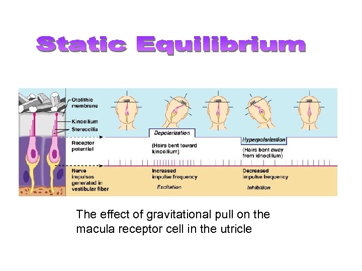 The effect of gravitational pull on the macula receptor cell in the utricle 