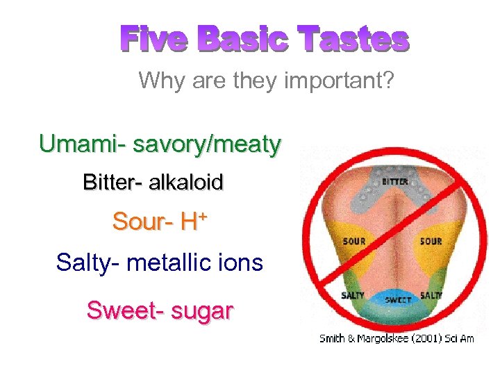 Why are they important? Umami- savory/meaty Bitter- alkaloid Sour- H+ Salty- metallic ions Sweet-