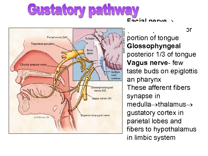 Facial nerve (afferent) 2/3 anterior portion of tongue Glossophyngeal posterior 1/3 of tongue Vagus