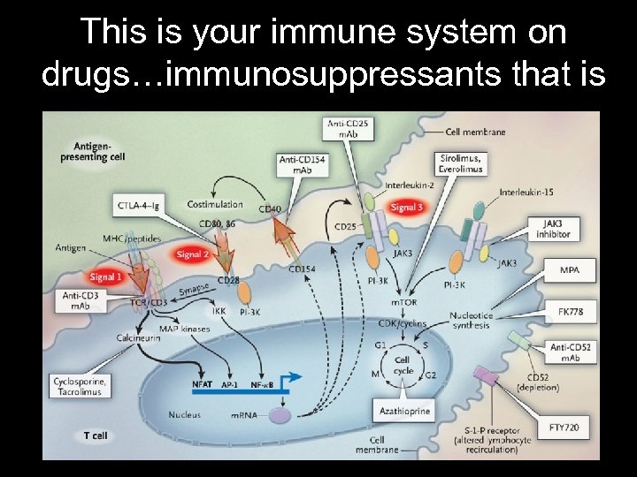 This is your immune system on drugs…immunosuppressants that is 