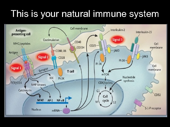 This is your natural immune system 
