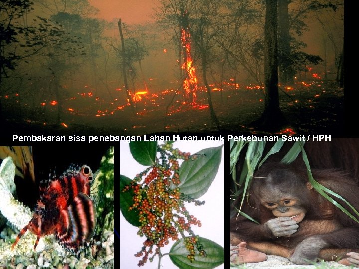 Pembakaran sisa penebangan Lahan Hutan untuk Perkebunan Sawit / HPH 