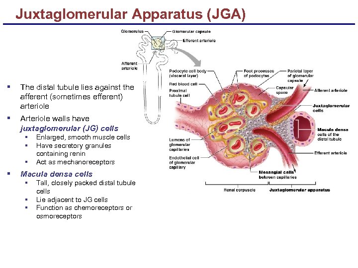 Juxtaglomerular Apparatus (JGA) § The distal tubule lies against the afferent (sometimes efferent) arteriole