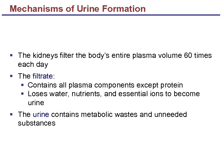 Mechanisms of Urine Formation § The kidneys filter the body’s entire plasma volume 60