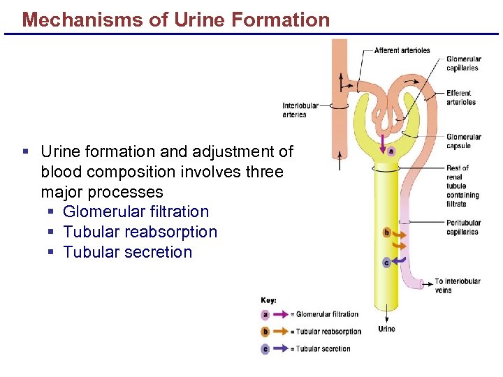 Mechanisms of Urine Formation § Urine formation and adjustment of blood composition involves three