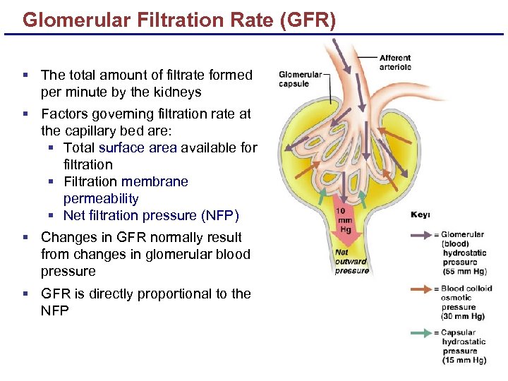 Glomerular Filtration Rate (GFR) § The total amount of filtrate formed per minute by