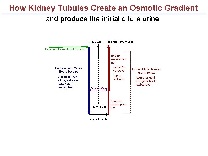 How Kidney Tubules Create an Osmotic Gradient and produce the initial dilute urine ~