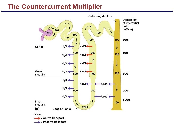 The Countercurrent Multiplier 