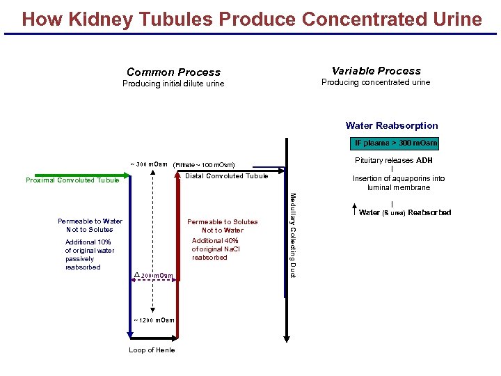 How Kidney Tubules Produce Concentrated Urine Variable Process Common Process Producing concentrated urine Producing