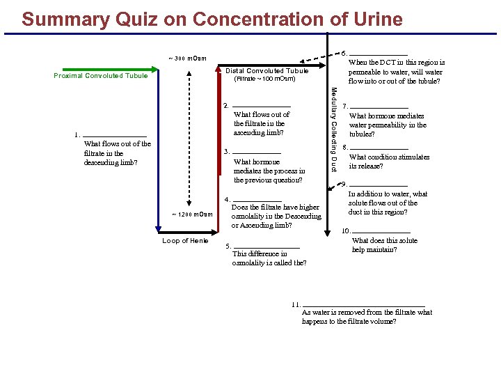 Summary Quiz on Concentration of Urine 6. ~ 300 m. Osm When the DCT