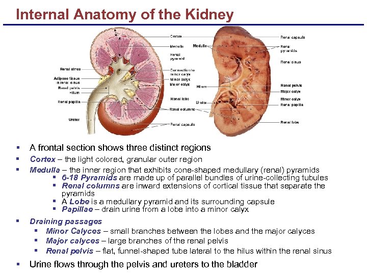 Internal Anatomy of the Kidney § A frontal section shows three distinct regions §