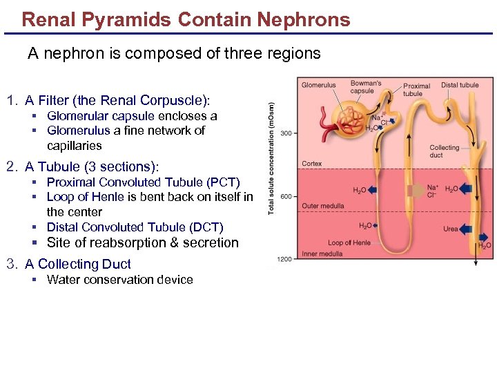 Renal Pyramids Contain Nephrons A nephron is composed of three regions 1. A Filter