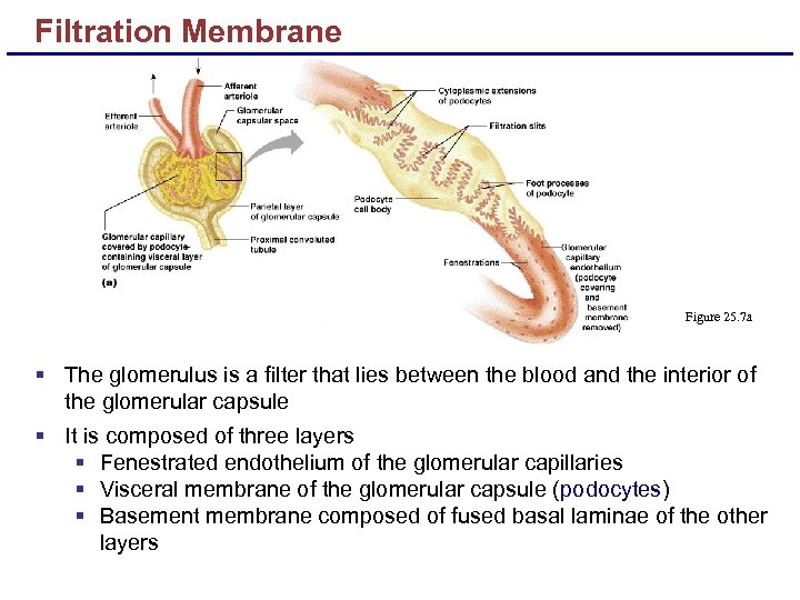 Filtration Membrane Figure 25. 7 a § The glomerulus is a filter that lies