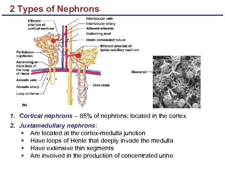 2 Types of Nephrons 1. Cortical nephrons – 85% of nephrons; located in the