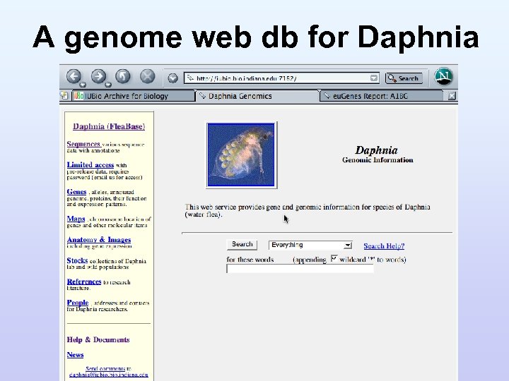 A genome web db for Daphnia 