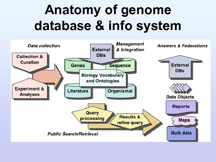 Anatomy of genome database & info system 