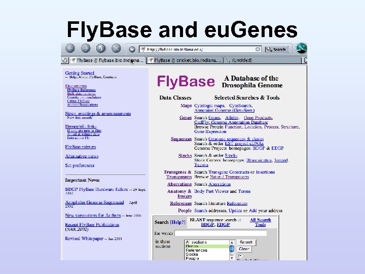 Fly. Base and eu. Genes 