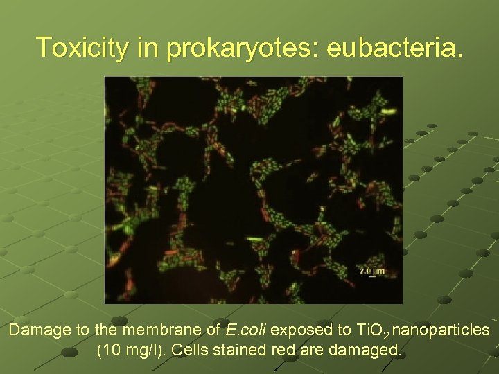 Toxicity in prokaryotes: eubacteria. Damage to the membrane of E. coli exposed to Ti.