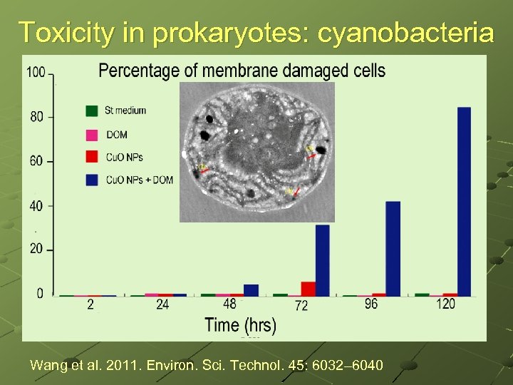 Toxicity in prokaryotes: cyanobacteria Wang et al. 2011. Environ. Sci. Technol. 45: 6032– 6040