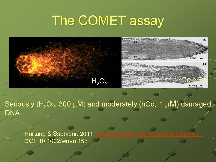 The COMET assay H 2 O 2 Co NPs Seriously (H 2 O 2,