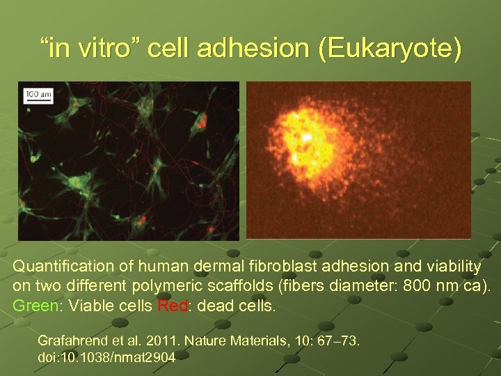 “in vitro” cell adhesion (Eukaryote) Quantification of human dermal fibroblast adhesion and viability on