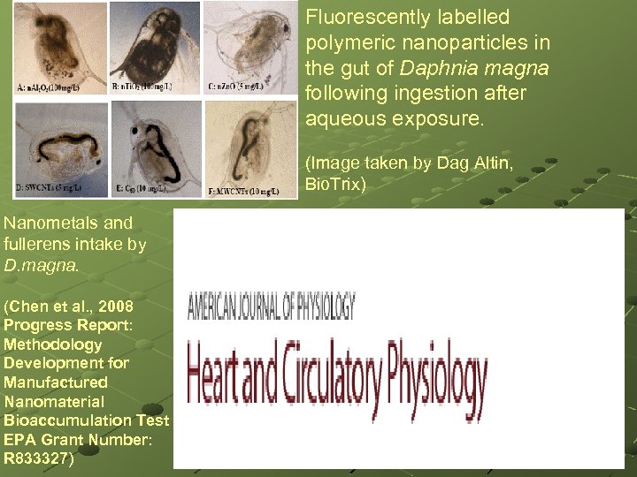 Fluorescently labelled polymeric nanoparticles in the gut of Daphnia magna following ingestion after aqueous