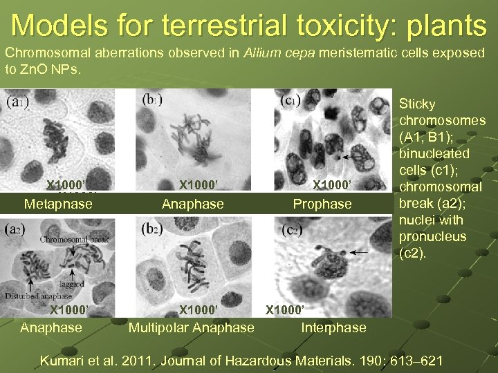Models for terrestrial toxicity: plants Chromosomal aberrations observed in Allium cepa meristematic cells exposed