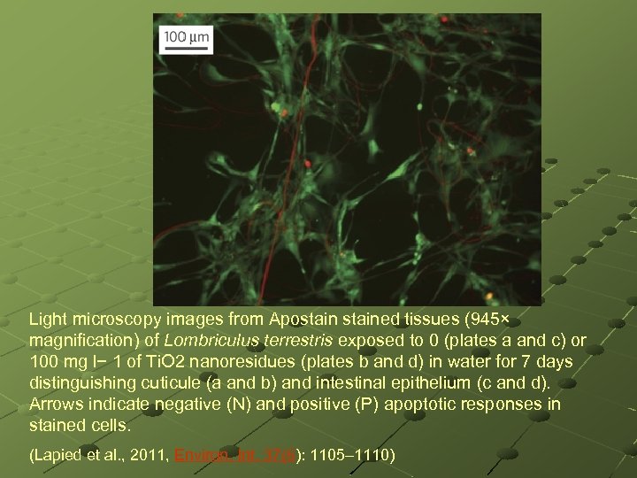 Light microscopy images from Apostained tissues (945× magnification) of Lombriculus terrestris exposed to 0